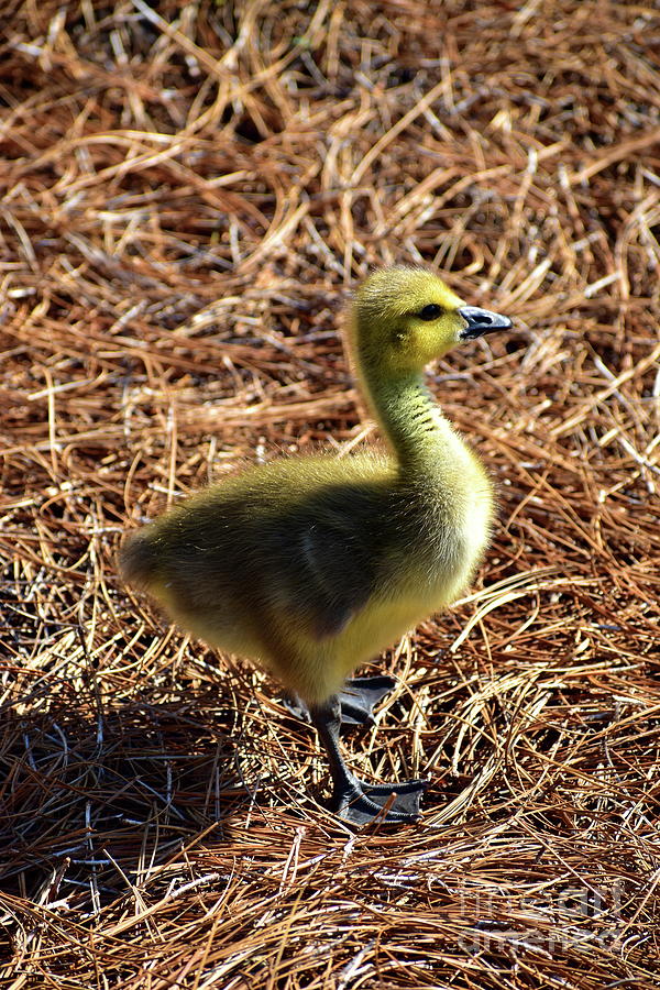 Standing Gosling Photograph by Bailey Maier