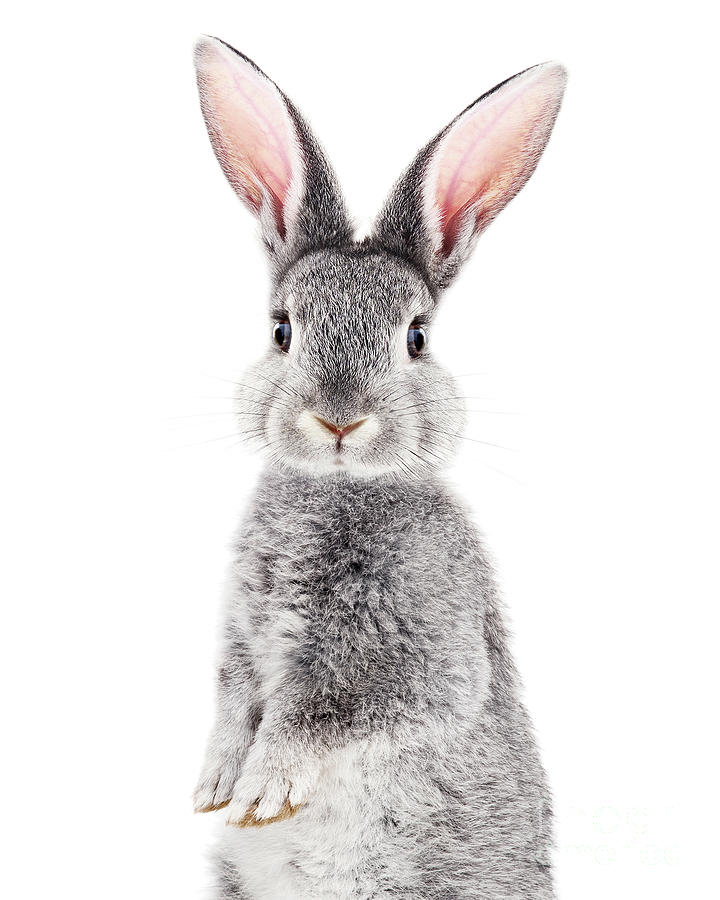 Large Soft Plush Toy Bunny Rabbit Grey - daisyandbump