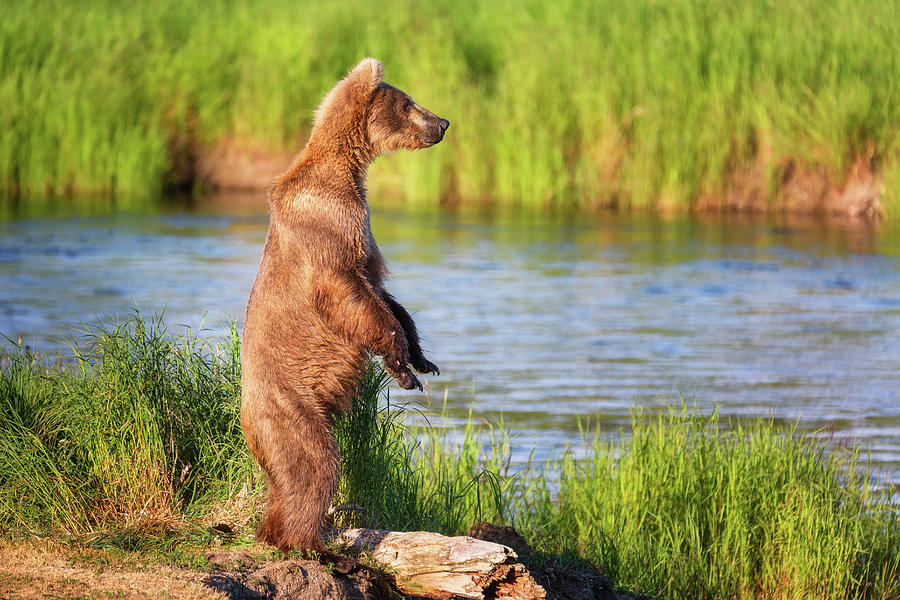 Standing Grizzly Bear - 1 Photograph by Alex Mironyuk
