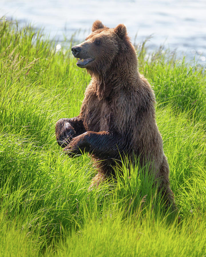 Standing Grizzly Bear Photograph by Alex Mironyuk