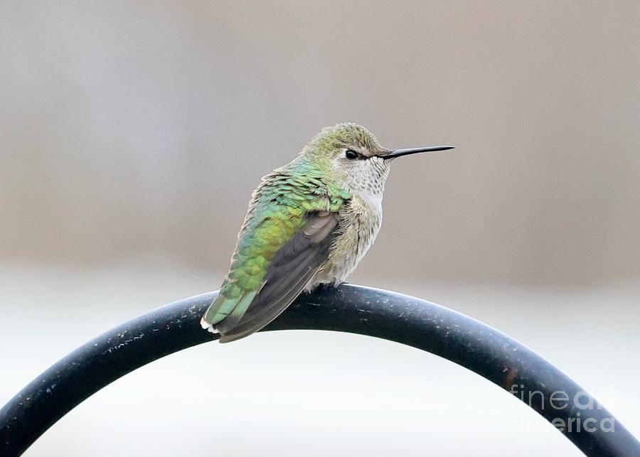 Standing Guard Hummingbird Photograph by Carol Groenen