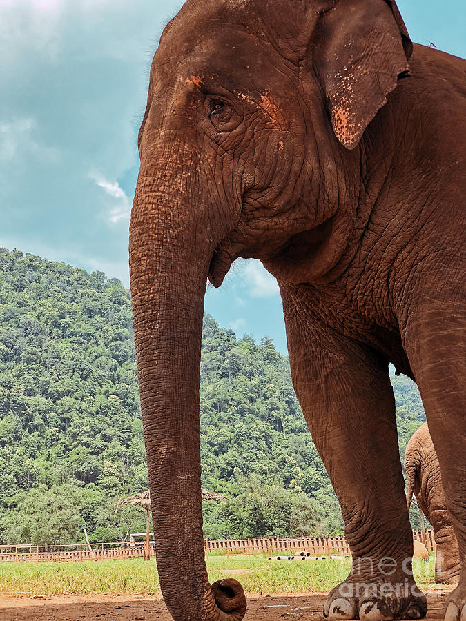 Elephant Photograph - Standing Guard by Isaac Kauvar