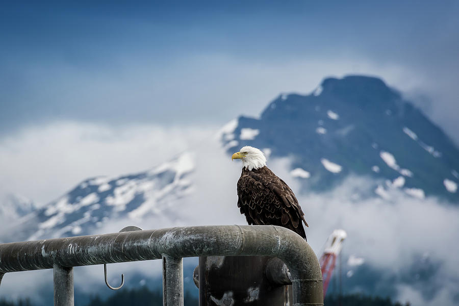 Standing Guard Photograph by Rodney Erickson - Pixels