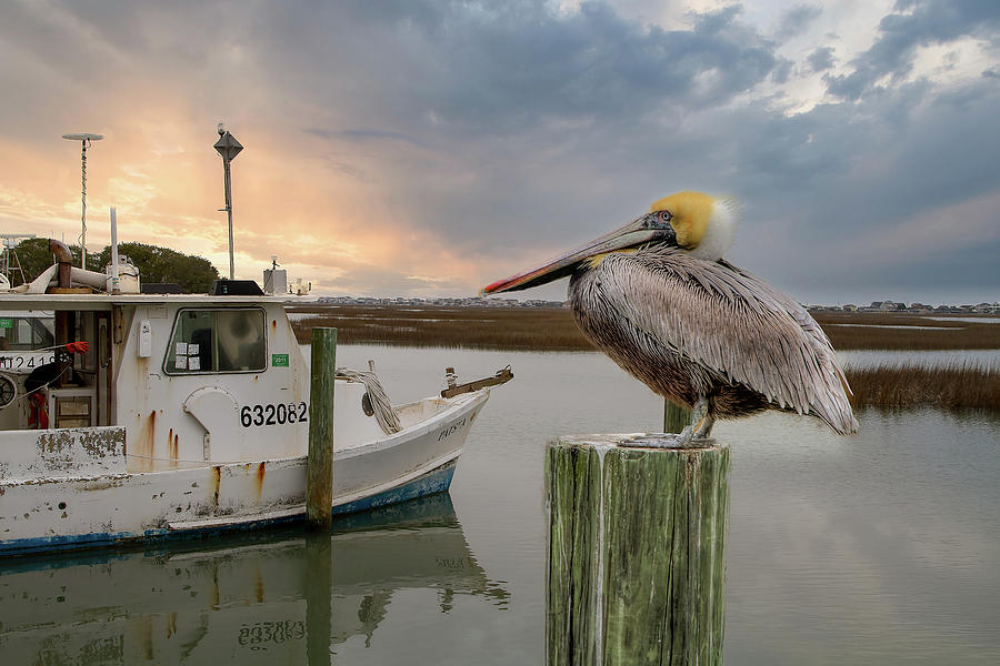 Pelican Photograph - Standing Guard by Steve Rich