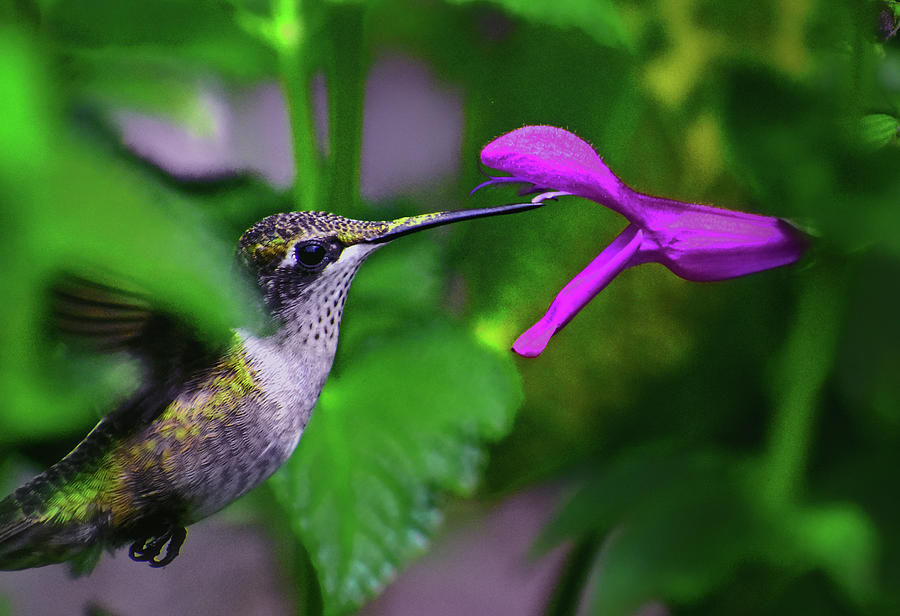 Standing In Motion - Hummingbird 047 Photograph by George Bostian