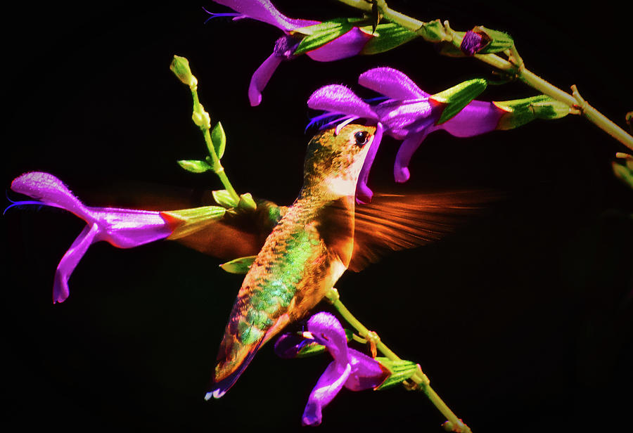 Standing In Motion - Hummingbird  048 Photograph by George Bostian