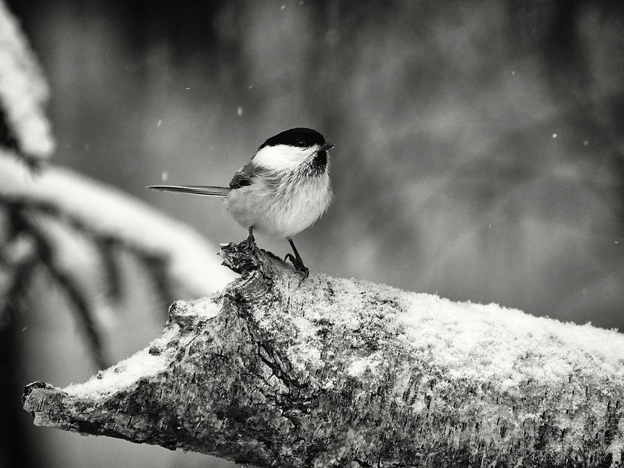 Standing in the snow. Willow tit bw Photograph by Jouko Lehto