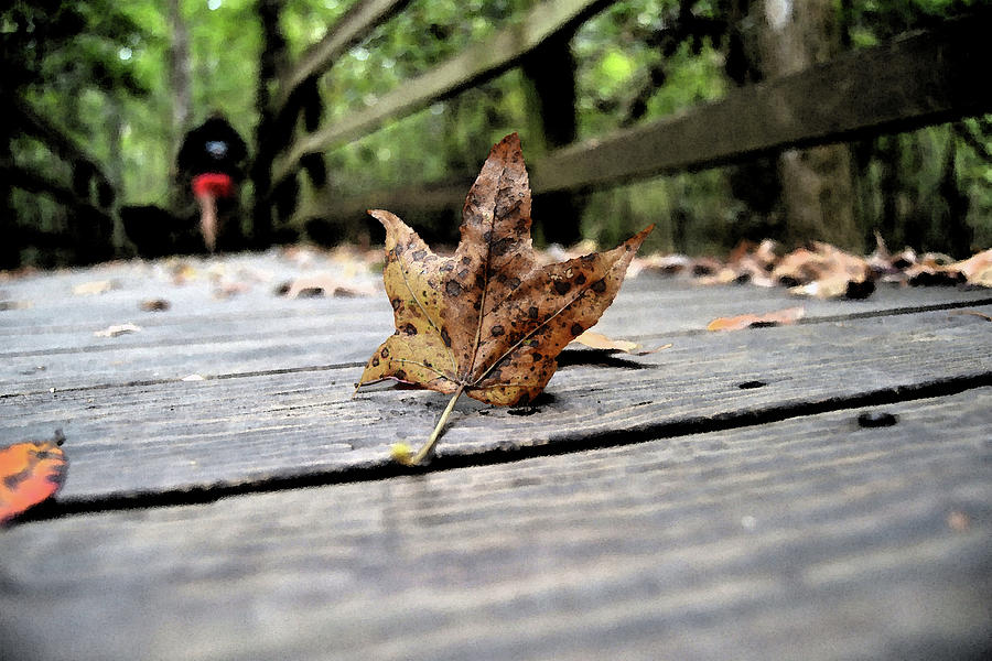 Standing Leaf Photograph by John Walker - Fine Art America