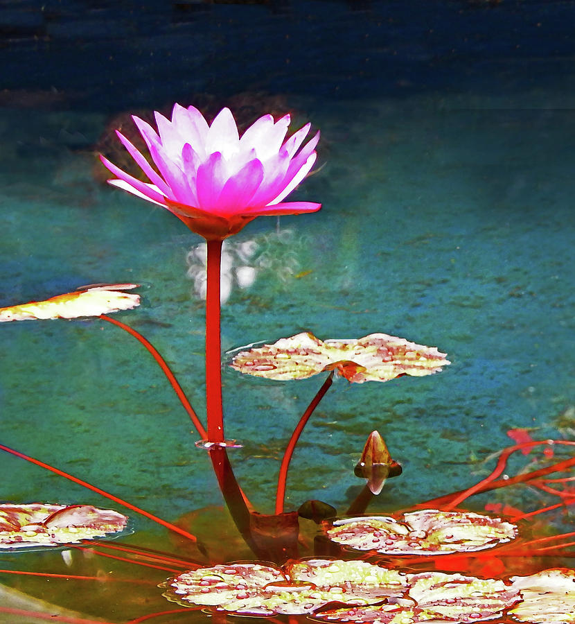 Standing Lotus			 Mixed Media by Sharon Williams Eng