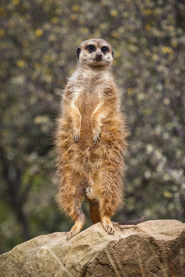 Standing meerkat Photograph by Daniele Carotenuto Photography
