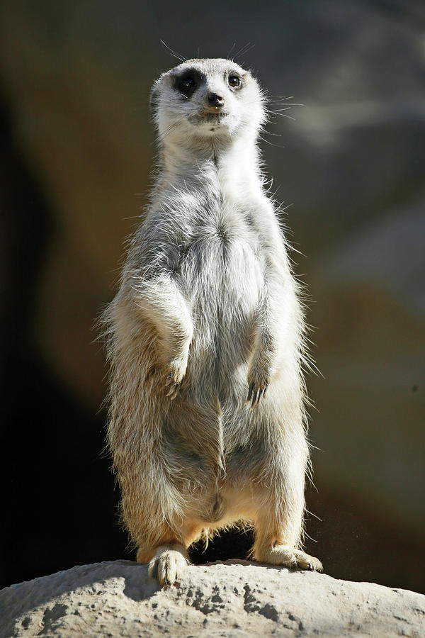 Standing Meerkat Photograph