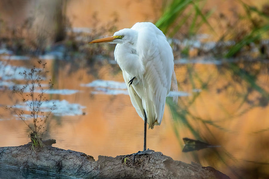 Standing On One Leg - Great White Egret Photograph