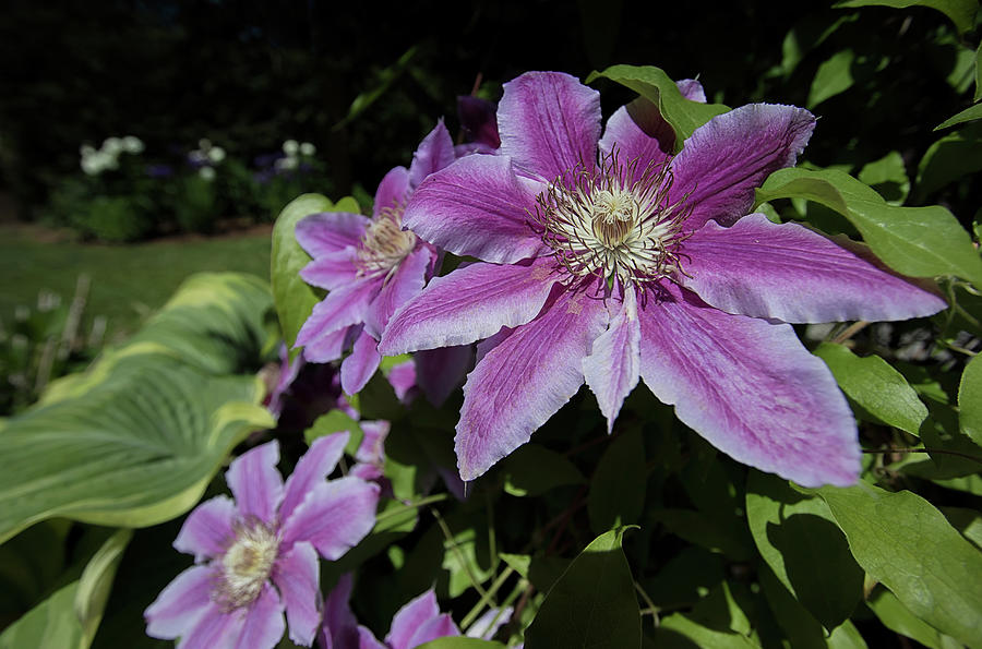Standing Out - Asian Virginsbower - - Clematis florida Photograph by Spencer Bush