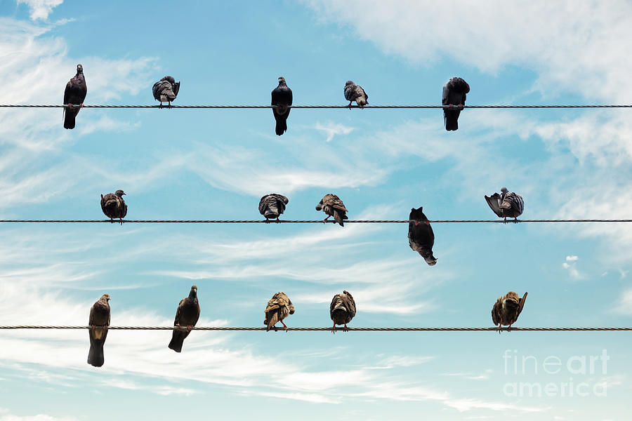 Birds on wires, standing out from the crowd Photograph by Delphimages Photo Creations
