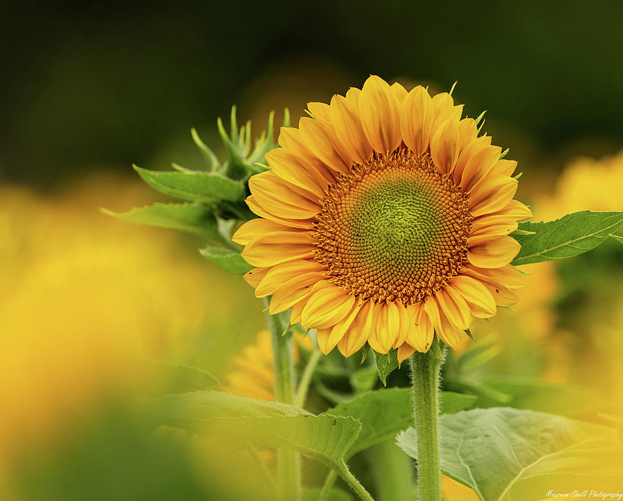 Standing Out Photograph By Maureen Shellenberger - Fine Art America