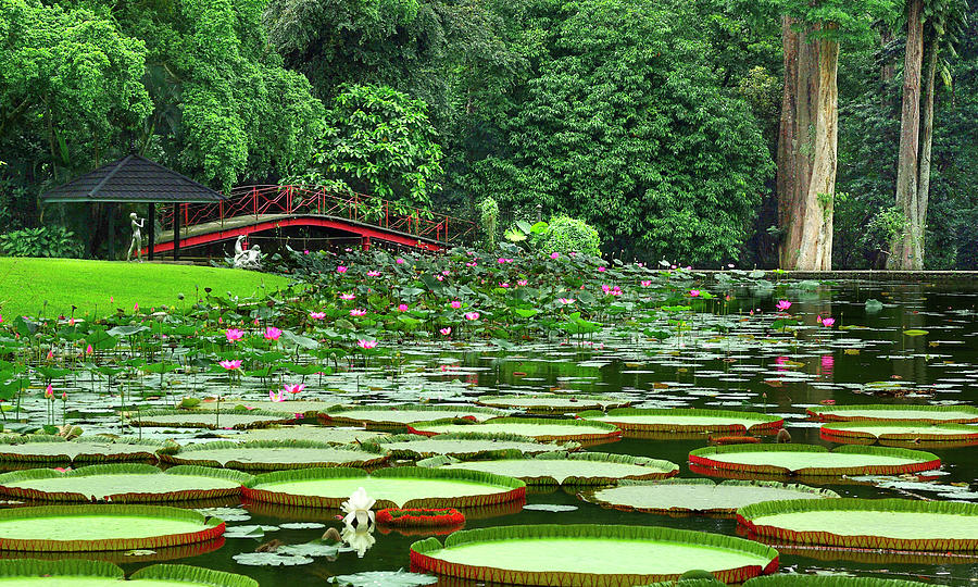Standing Ovation In The Jakarta Botanical Gardens - Fine Art Print Photograph by Kenneth Lane Smith
