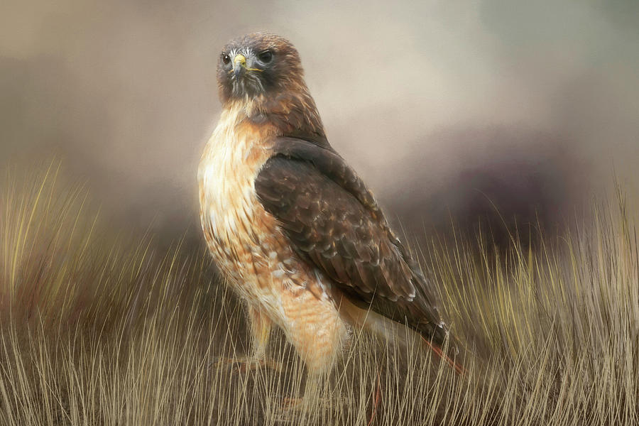 Hawk Photograph - Standing Proud by Donna Kennedy