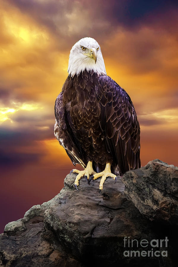 Eagle Photograph - Standing Ready by Ed Taylor