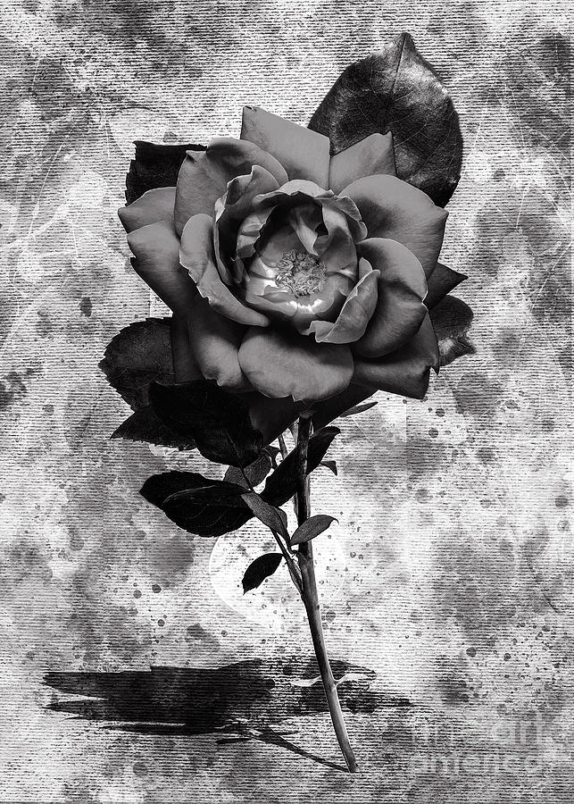 Standing Rose - Black And White Digital Art by Anthony Ellis