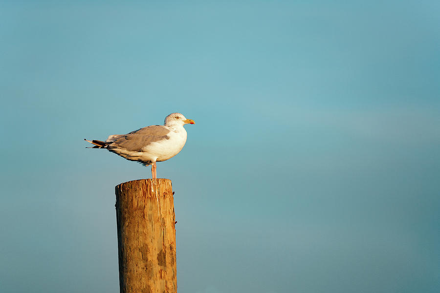 Standing Seagull Photograph by Todd Klassy