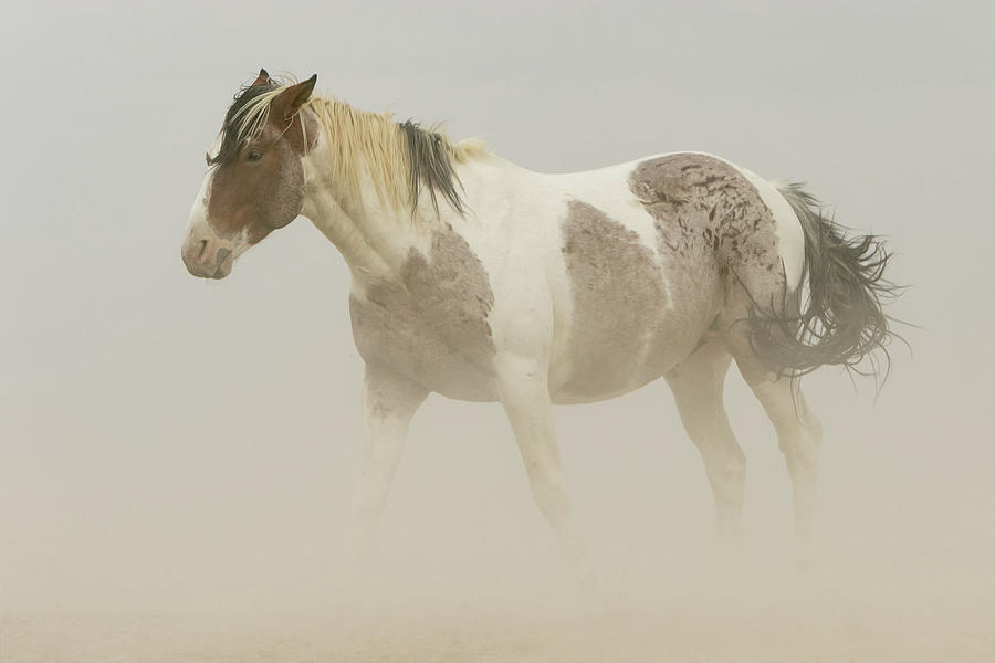 Horse Photograph - Standing Strong by Kent Keller Horse Photograph - Standing Strong by Kent Keller