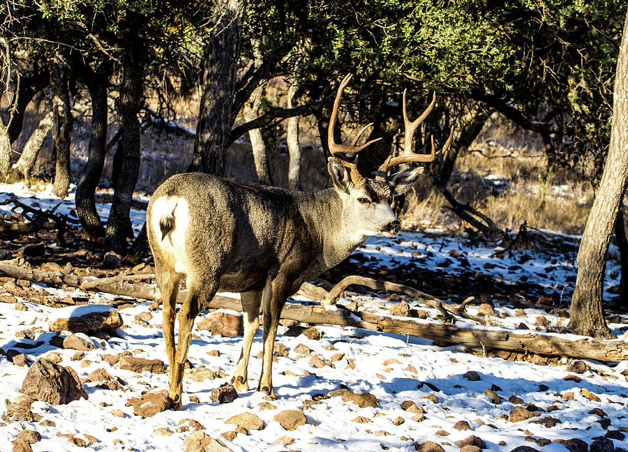 Standing Tall 2 - Mule Deer Buck Photograph