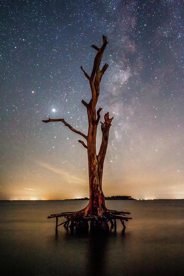 Standing Tall against the Night Sky Photograph by Ken Fullerton