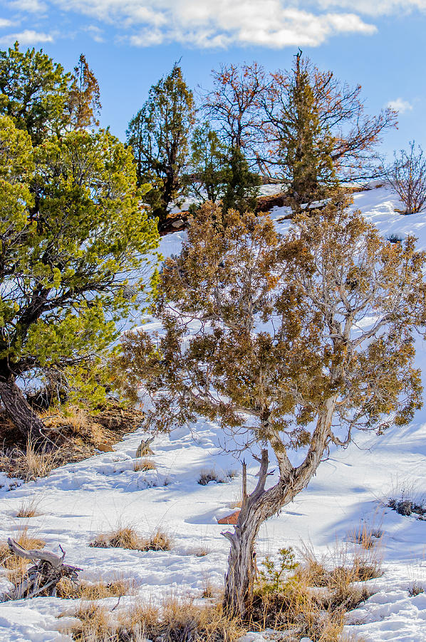 Standing Tall Photograph by Aliesha Shepherd - Fine Art America