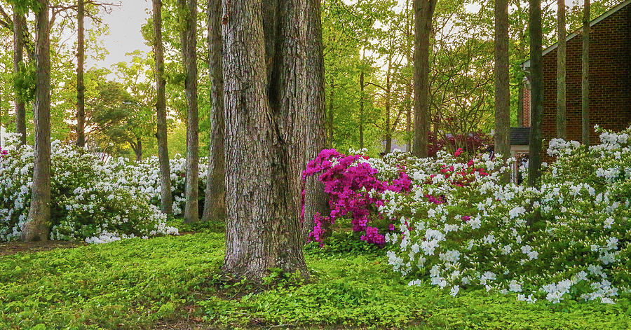 Standing Tall Amongst The Azaleas In Hampton Roads Virginia Photograph