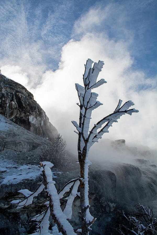 Standing Tall and Cold Photograph by Bruce Gourley