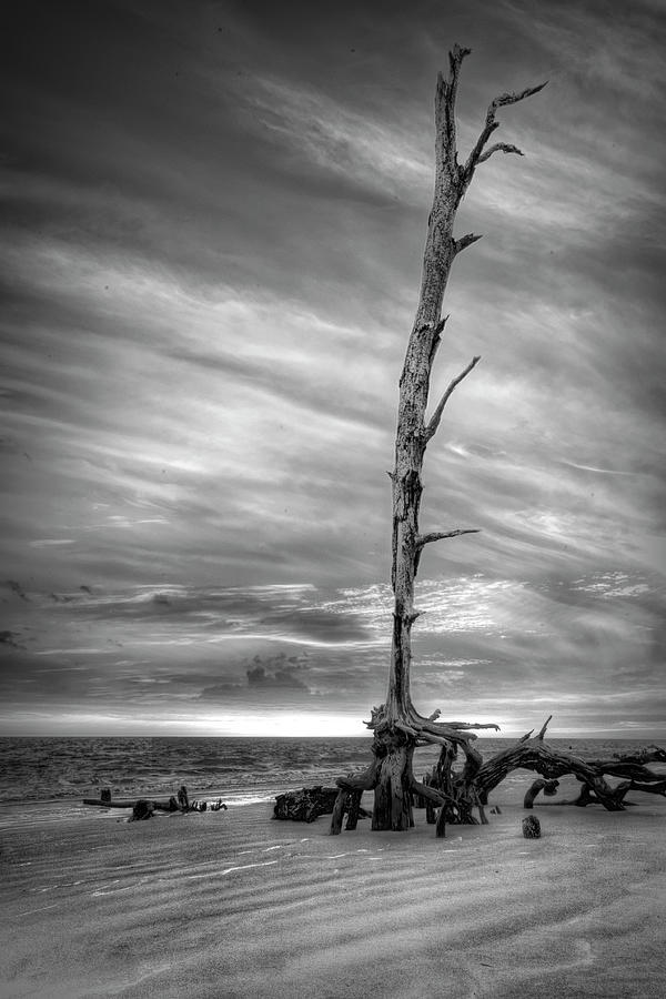 Standing Tall at Low Tide Jekyll Island Sunrise Black and White  Photograph by Debra and Dave Vanderlaan