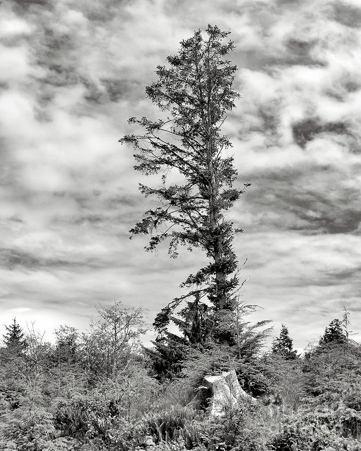 Standing Tall - Black And White Photograph by Jack Andreasen - Pixels