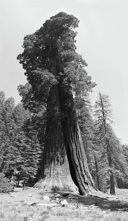 Standing Tall - Giant Sequoia Tree, Monochrome Black and White Photograph by Ram Vasudev