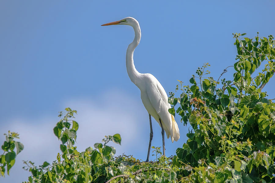 Standing Tall - Great White Egret Photograph by Steve Rich