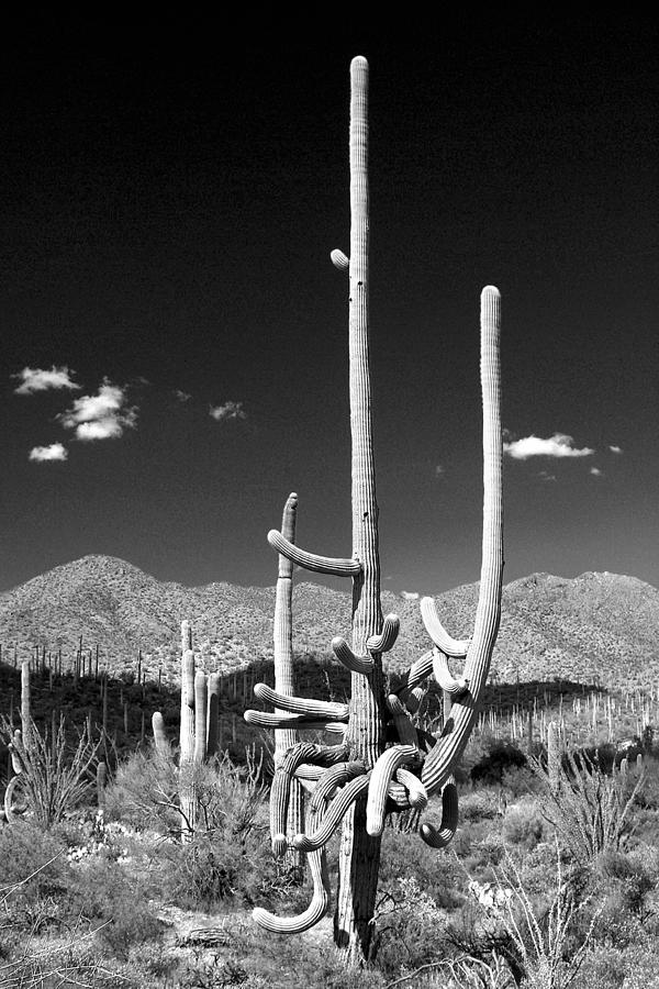 Standing Tall In Black And White Photograph by Douglas Taylor - Fine ...