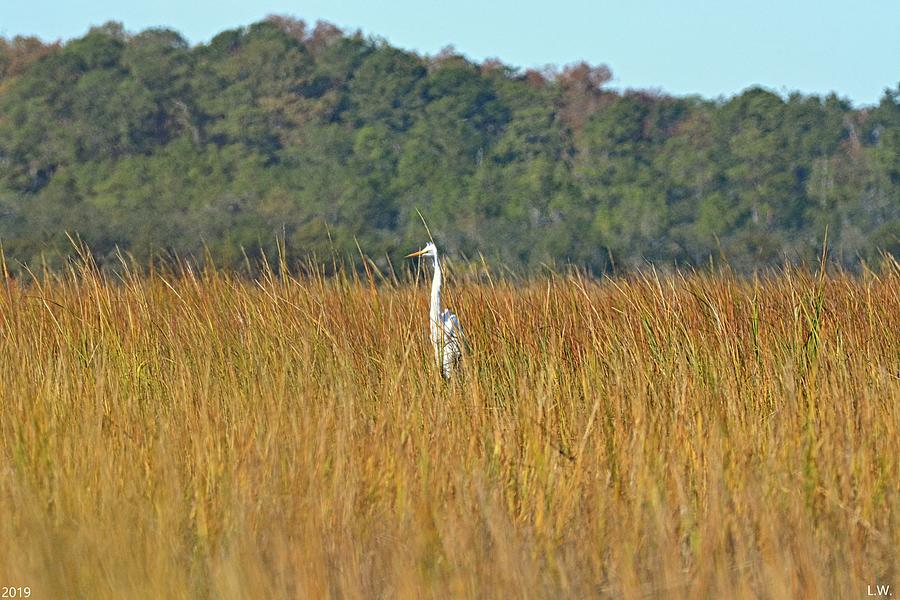 Standing Tall In The Reeds Photograph by Lisa Wooten