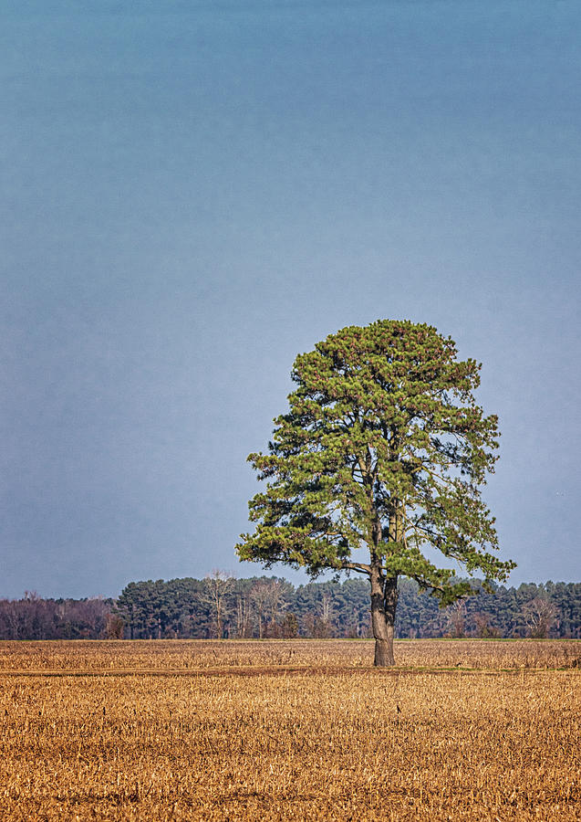 Standing Tall - Lone Pine Photograph by Bob Decker