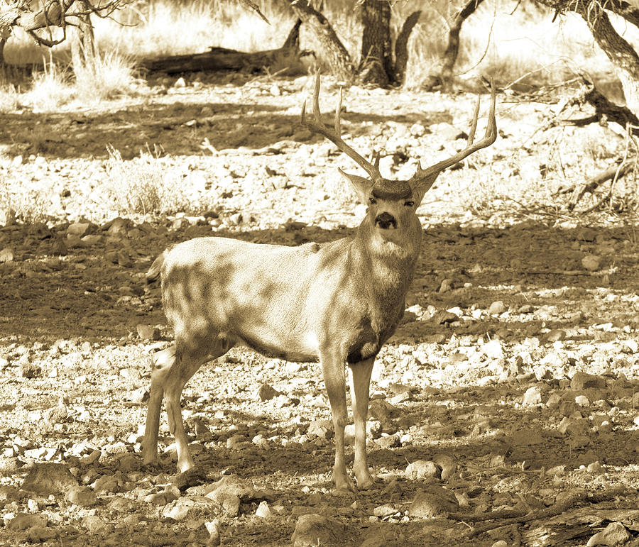 Standing Tall - Mule Deer Buck Antiqued Photograph by Renny Spencer ...