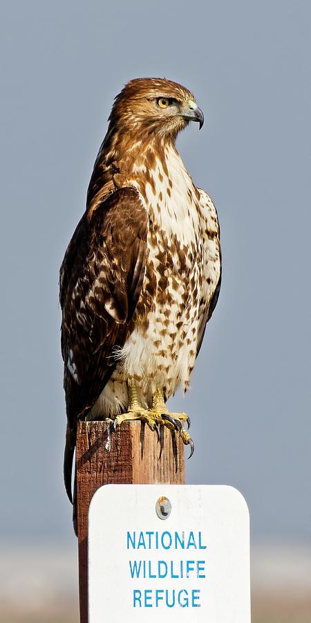 Standing Tall - Red-tailed Hawk Photograph by KJ Swan