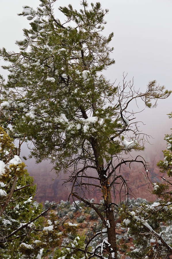 Standing Tall Photograph By Seany B Photography - Fine Art America