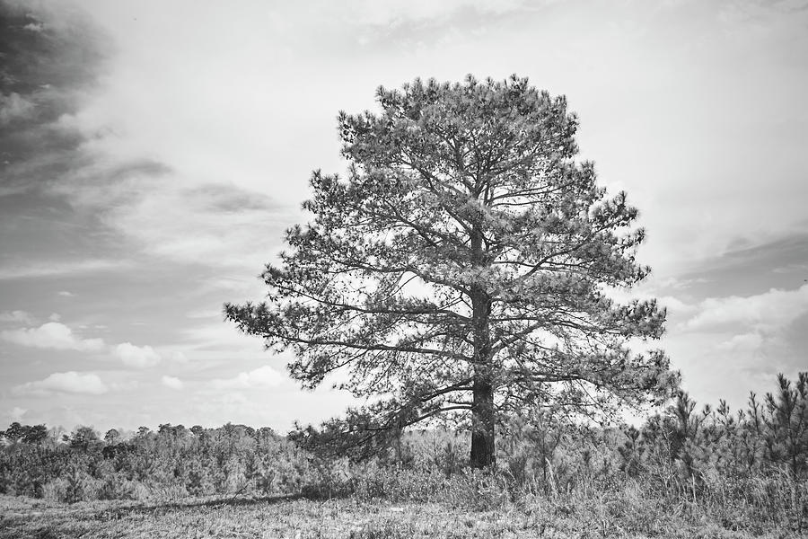 Standing Tall - Single Tree in a Vacant Field Photograph by Bob Decker