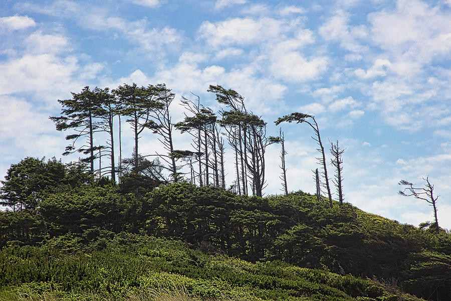 Standing Tall Photograph by Stacy Williams - Fine Art America