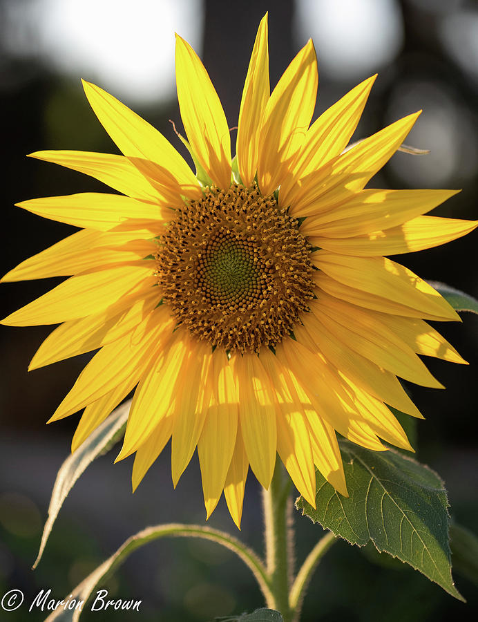 Standing Tall Sunflower Photograph by Marion Brown - Fine Art America