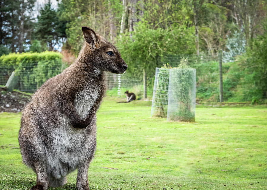 Standing wallaby posing Photograph by Peter Kolejak
