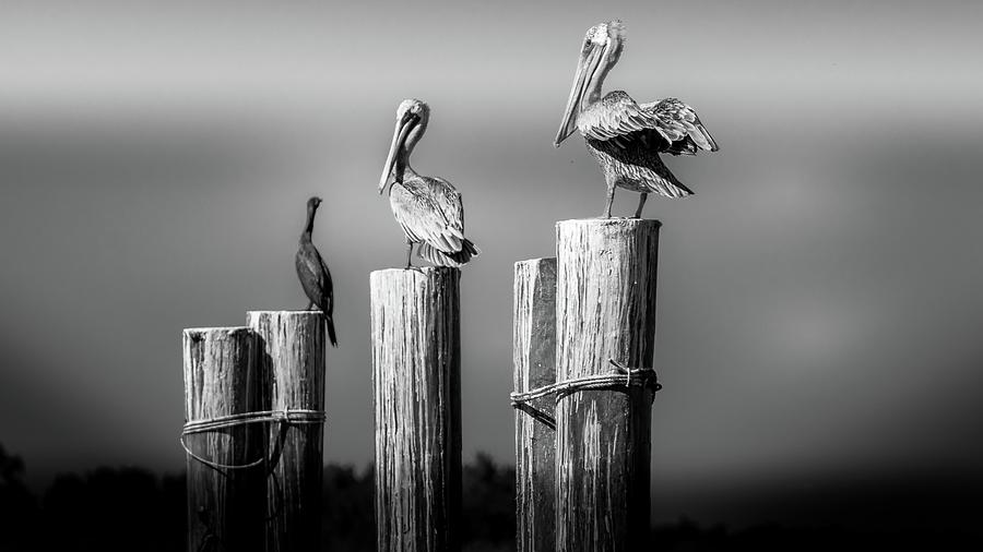 Pelican Photograph - Standing Watch  by Debra Forand