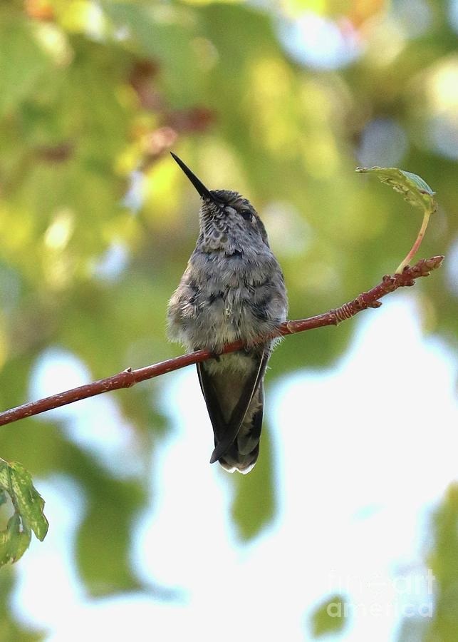 Standing Watch Hummingbird. Photograph by Carol Groenen