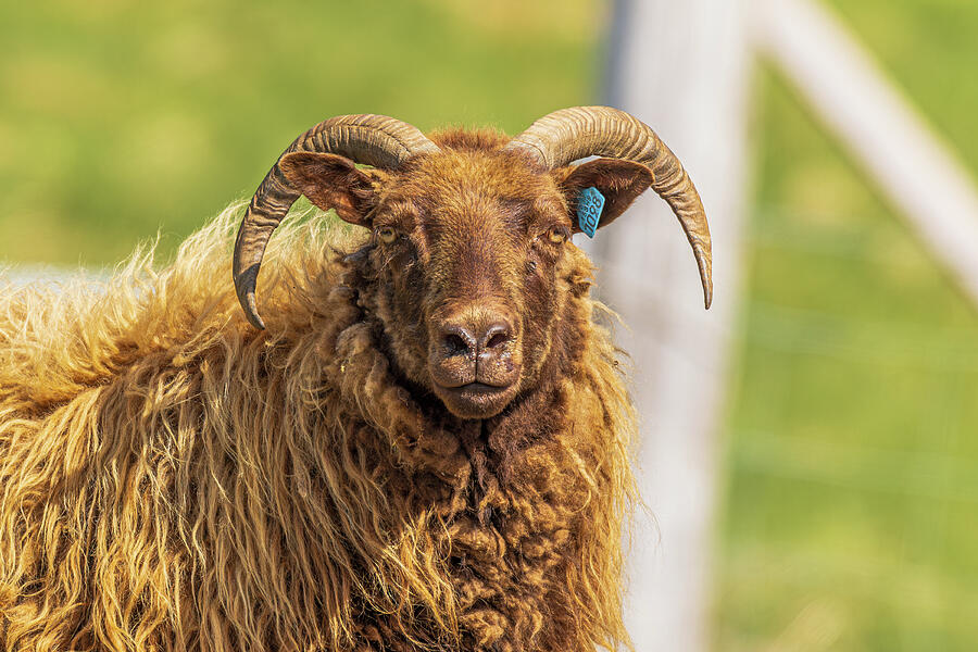 Sheep Photograph - Standoffish Sheep by Garth Steger