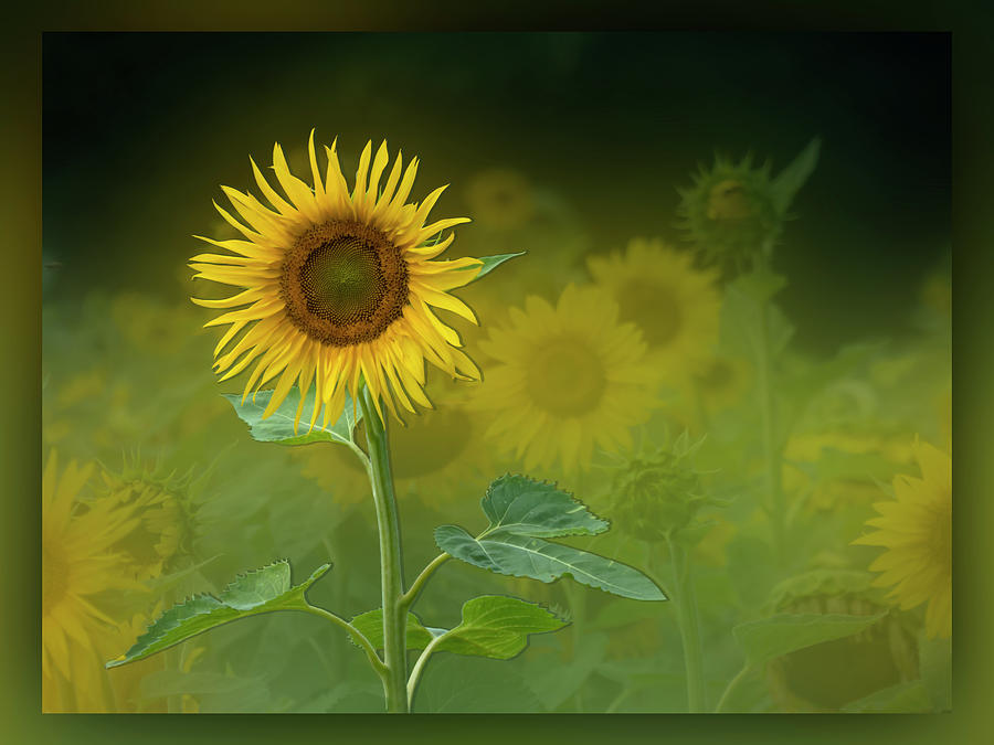 Standout Sunflower Photograph