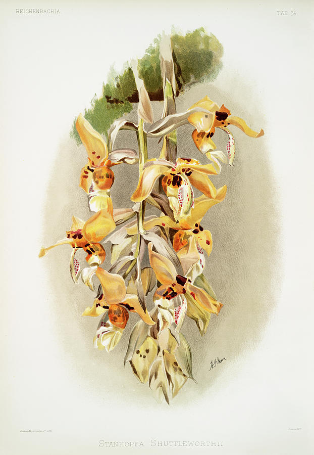 Stanhopea shuttleworthi Orchid Painting by World Art Collective