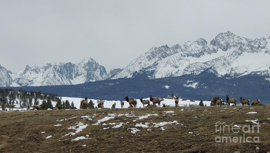 Stanley Basin Elk Herd Sawtooth Mountains Art Sandi 